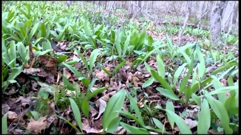 Spring Wild Edibles Of Northeastern Us Part 1 Youtube