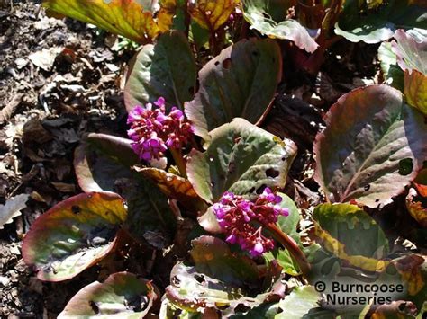 Bergenia flowers of early varieties often turn black due to the defeat of late spring frosts the flower garden bergenia best combined with less massive floral herbaceous perennials, such as. BERGENIA 'Sunningdale'