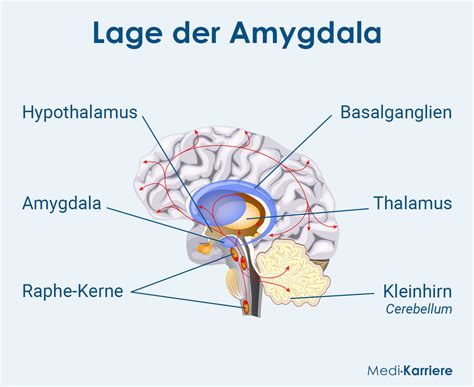 Amygdala Anatomie Funktion Klinik Medi Karriere