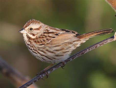 Most Common Breeding Birds In Pennsylvania Lycobirds