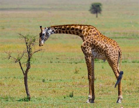 Premium Photo Giraffe Is Eating Acacia Savannah