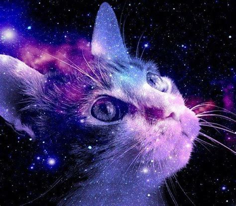 16 Best Weird Galaxy Cat Images On Pinterest Galaxy Cat