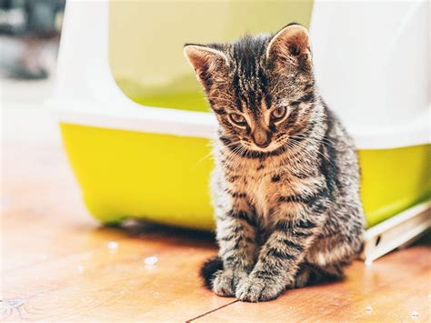 Different reasons may be causing your feline friend to ingest litter, they include what happens is that the two kidneys will now have to work overtime to get their jobs done. Why Your Cat is Eating Their Litter & How to Stop It