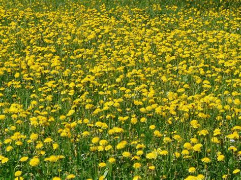 Field With Yellow Dandelions Close Up Free Image Download