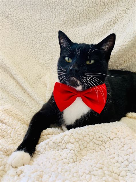 A True Tuxedo Cat E05