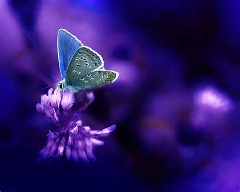 Purple Wallpaper Purple Pictures Of Butterflies Choose From A Curated