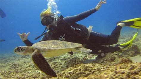 Swimming With Sea Turtles Picture Of Oahu Diving