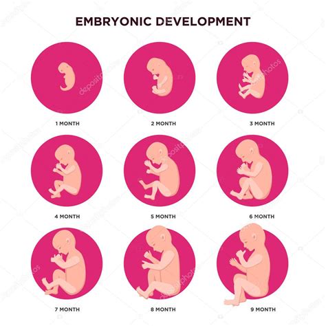 Desarrollo de embriones elementos infográficos mes a mes con iconos embrionarios ambientados en