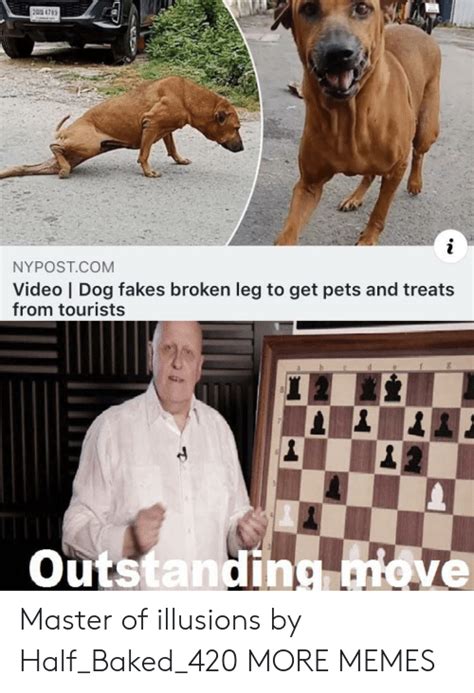 20 4789 Nypostcom Video Dog Fakes Broken Leg To Get Pets And Treats