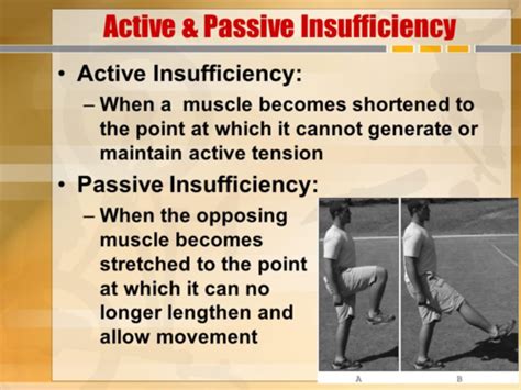 Active And Passive Insufficiency Flashcards Quizlet