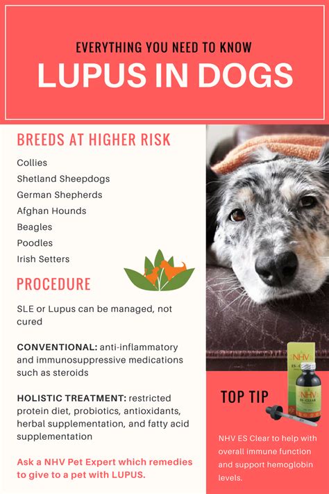What Are Signs Of Lupus In Dogs