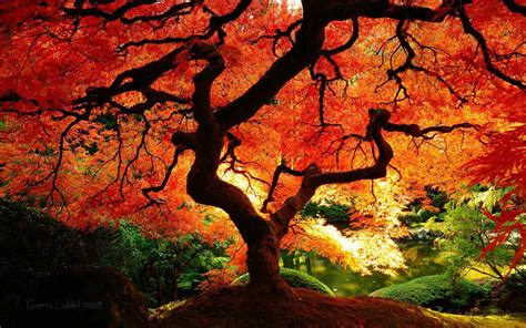 Autumn Japanese Maple Tree 1440x900 Download Hd Wallpaper