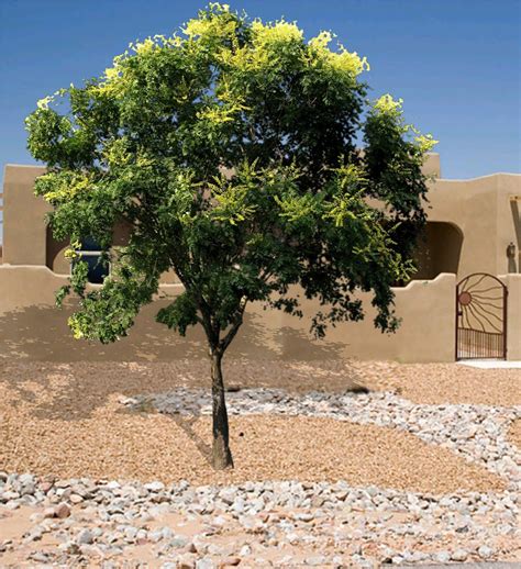 The Gold Rain Tree A Good Shade Tree For The Southwest How To Care