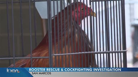 118 Roosters And Hens Saved From Cockfighting In San Marcos Shelter Needs Help Feeding Them Youtube