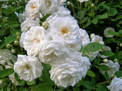 83 Gambar Bunga Mawar Putih Yang Sangat Cantik Terbaik Info Gambar