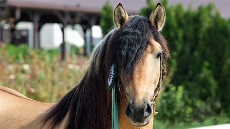 horse breeds  long hair long manes  tails