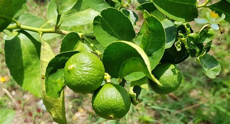 Kaffir lime, known as maktrut lime or mauritius papeda, is a citrus fruit native to southeast asia and is the key ingredient in thai cuisine. Kaffir Lime Leaves: Fresh vs. Dried | culinarylore.com