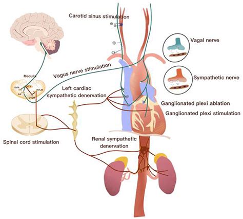 Frontiers Non Invasive Autonomic Neuromodulation Is Opening New