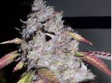 Photos of Best Marijuana Buds Pictures