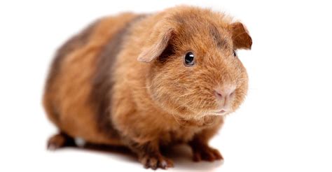 Teddy Guinea Pig Breed Information A Guide To Teddy Bear