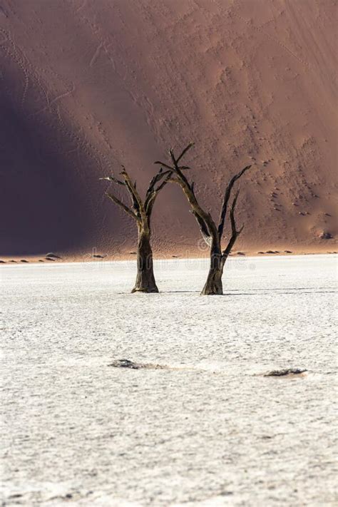 Two Dead Camel Thorn Trees In Front Of A Sand Dune Stock Photo Image