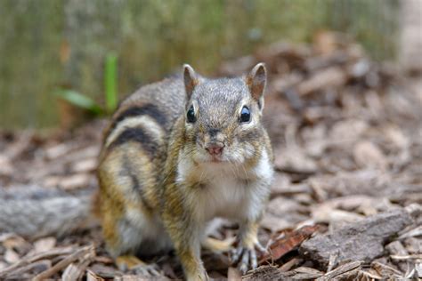 How To Coexist With Chipmunks And Ground Squirrels Forest Preserve