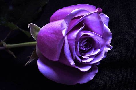 Lavender Purple Roses Rose Lavender Roses