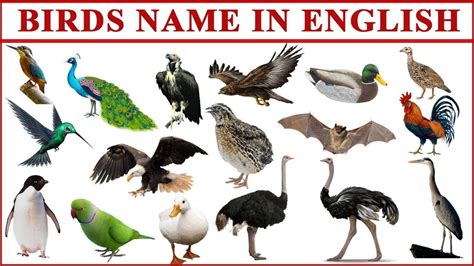 Birds Names And Images Kids Learning Birds Names With Images Birds