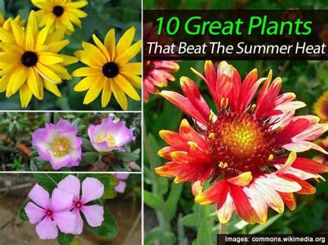 Good flowers that last all summer. 10 Great Plants That Beat The Summer Heat