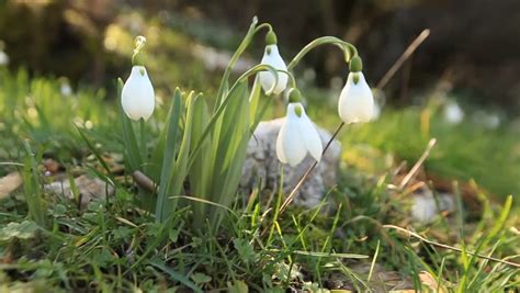 First Spring Flowers Snowdrops In Stock Footage Video 100 Royalty
