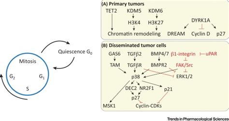 Targeting Cancer Cell Dormancy Trends In Pharmacological Sciences