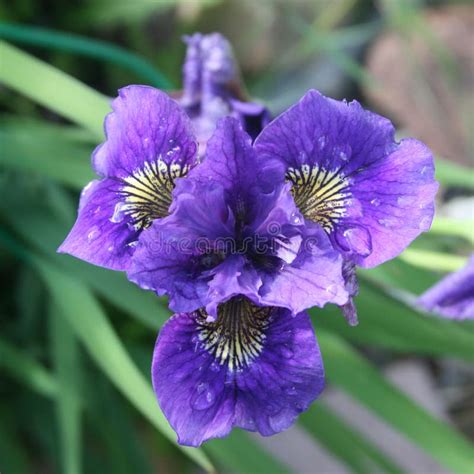 Iris Flower Blue Stock Image Image Of Green Nature 116965553