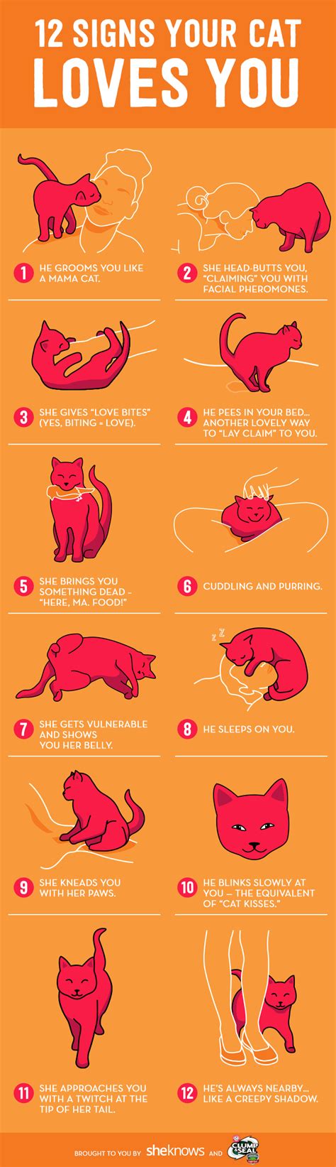 how to know your cat loves you even if he claws the crap out of your hands crazy cats cat