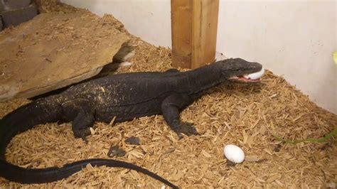 Large Male Black Dragon Water Monitor Gets Some Eggs Youtube