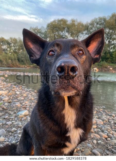 Big Black Dog Surprised Wtf Stock Photo 1829588378 Shutterstock