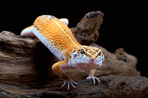 40 Leopard Gecko That Are Cuter Than You Expect