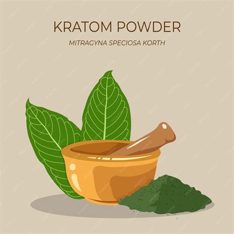 Premium Vector Kratom Leaf Mitragyna Speciosa With Medicine Herbal