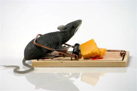 Rat In Trap Gray Rubber Rat Caught In A Mouse Trap Affiliate Gray