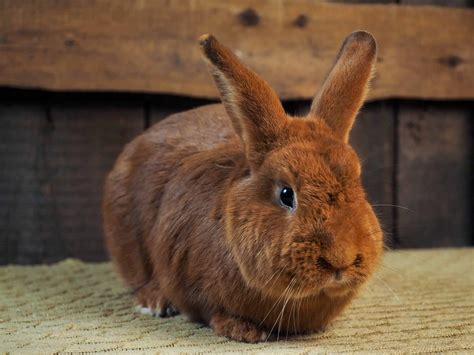 How To Care For New Zealand Rabbits Simplyrabbits Rabbit Care