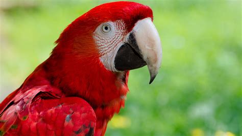 Animals Macaws Nature Closeup Birds Parrot Wallpapers
