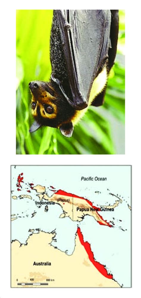 3 Extent Of Occurrence Of The Spectacled Flying Fox Pteropus