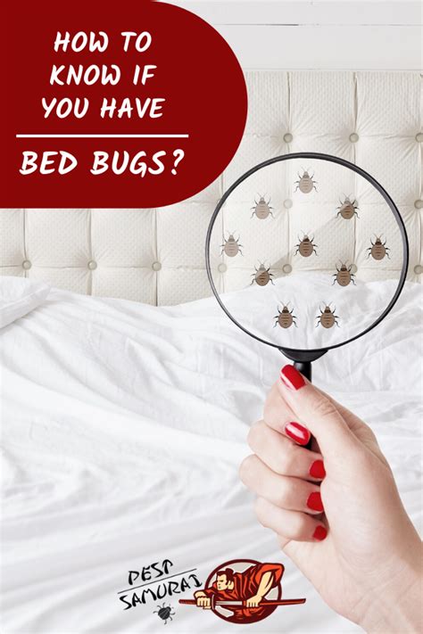 Bed Bug Signs How To Know If You Have Bed Bugs Bed Bugs Signs Of