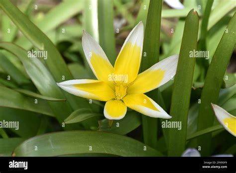 Six Petal Flower Hi Res Stock Photography And Images Alamy
