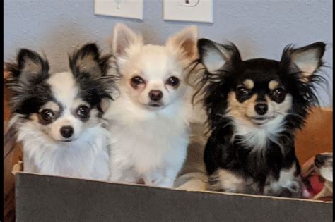 Ds Darling Akc Long Hair Chihuahuas Chihuahua Puppies For Sale In