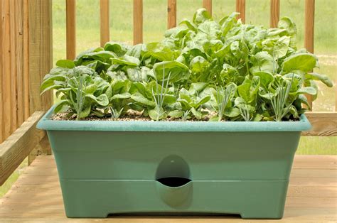 Growing Spinach In Containers Learn About The Care Of