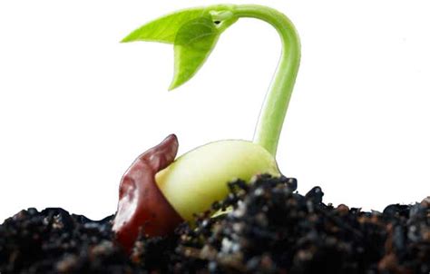 Seed Germination Information Facts Science4fun