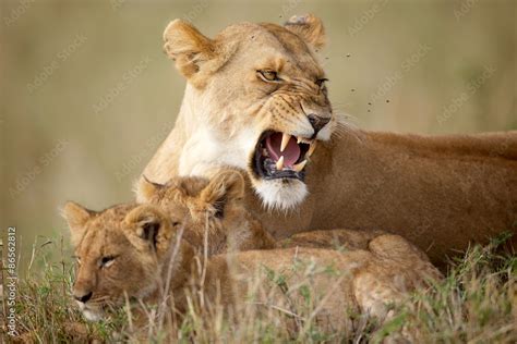 Obraz Lioness Protecting Her Cubs Fototapeta Na ścianę Bajeczneobrazypl
