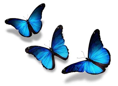 Find Your Blue Butterfly