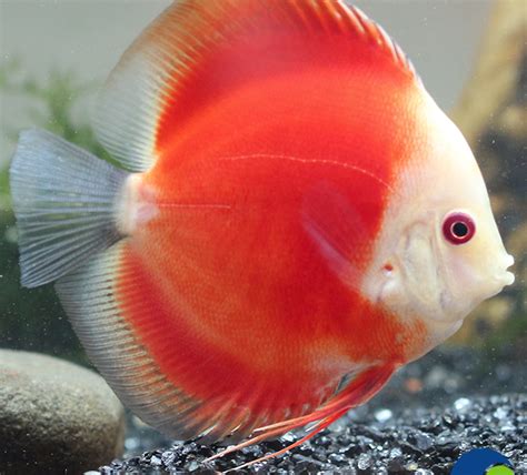 Marlboro Red Discus Red Marlboro Discus Red Melon Discus Marbolo