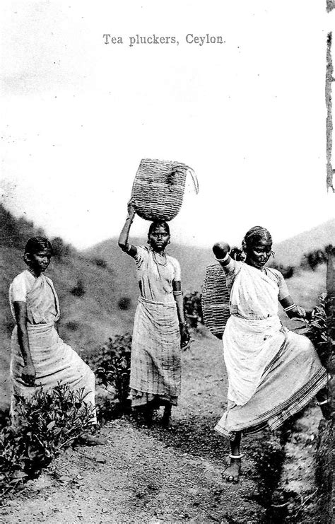 Woman Tea Pluckers Ceylon 1880s Tea History Indian History Facts